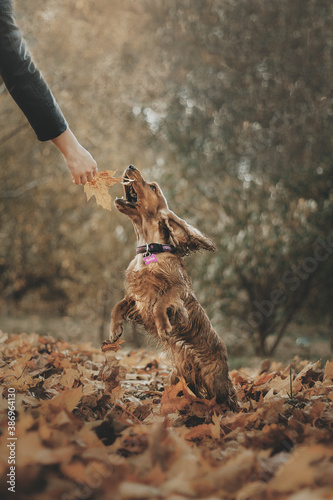 Fototapeta Naklejka Na Ścianę i Meble -  dog in the park