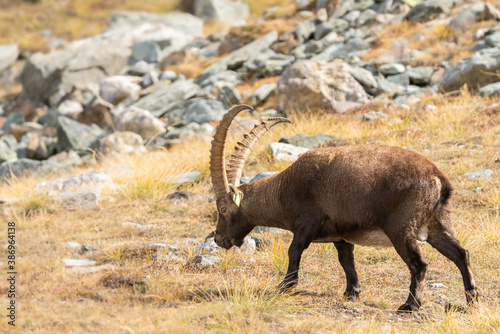 capra ibex in the italian alps  gran paradiso national park  valle d aosta