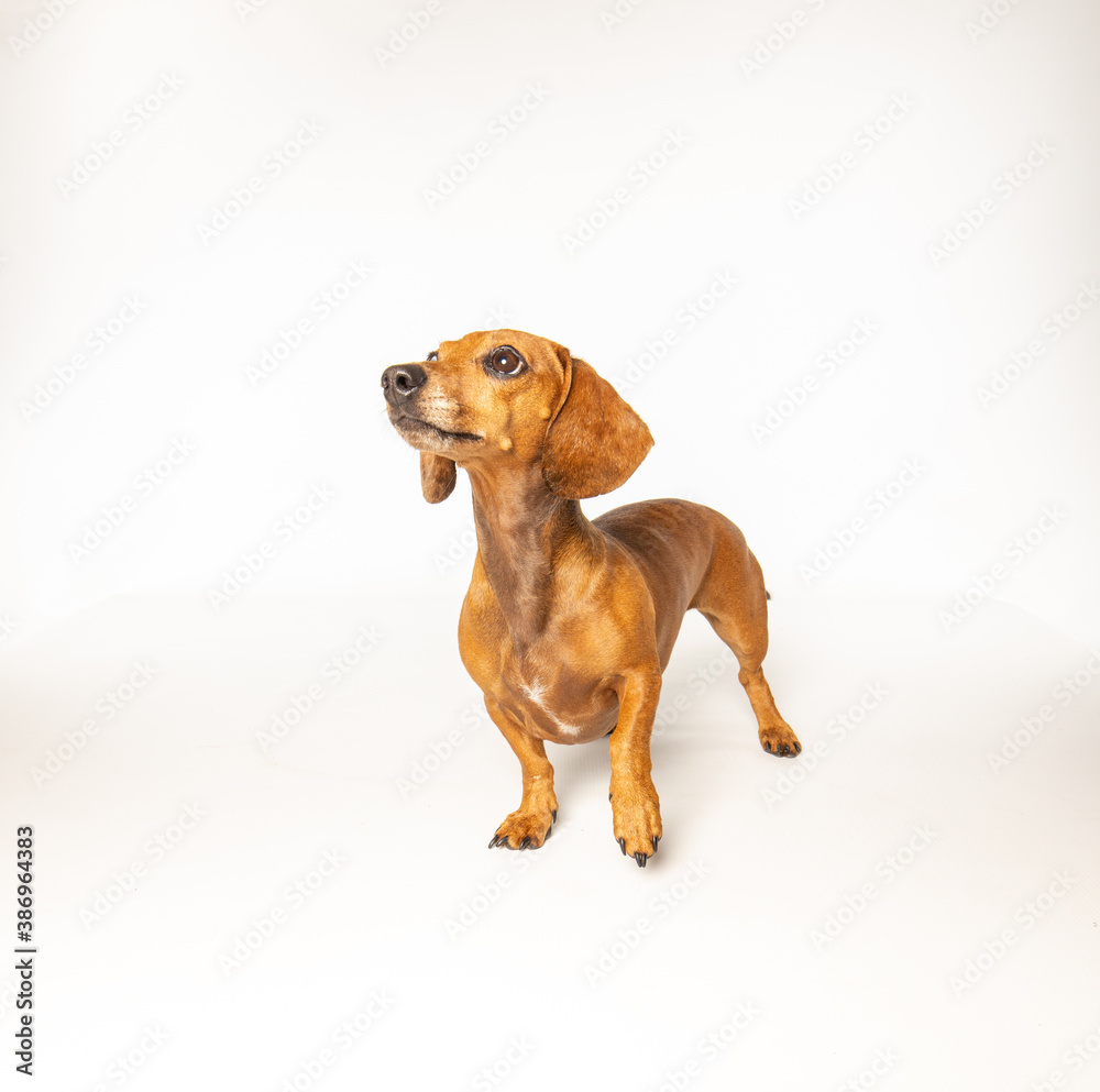 Dachshund dog isolated on white background in studio