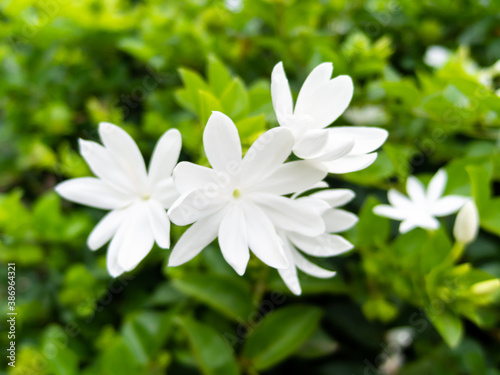 White flowers and green leaves © Thacky