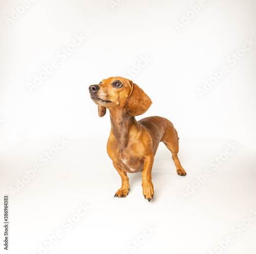 Dachshund dog isolated on white background in studio