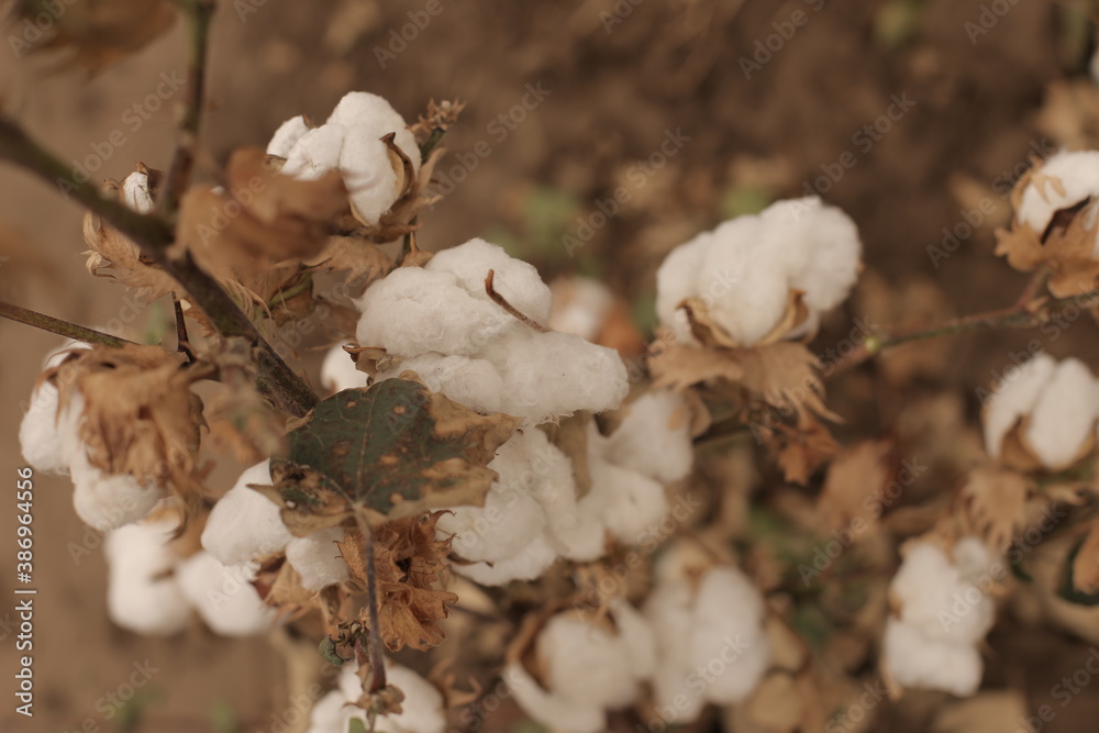 family collects cotton