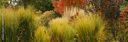 Fall landscape: a midwest garden utilizing yellow northwind ornamental grass as a natural fence. In the background are vanilla strawberry panicle hydrangeas and autumn blaze maple tree.