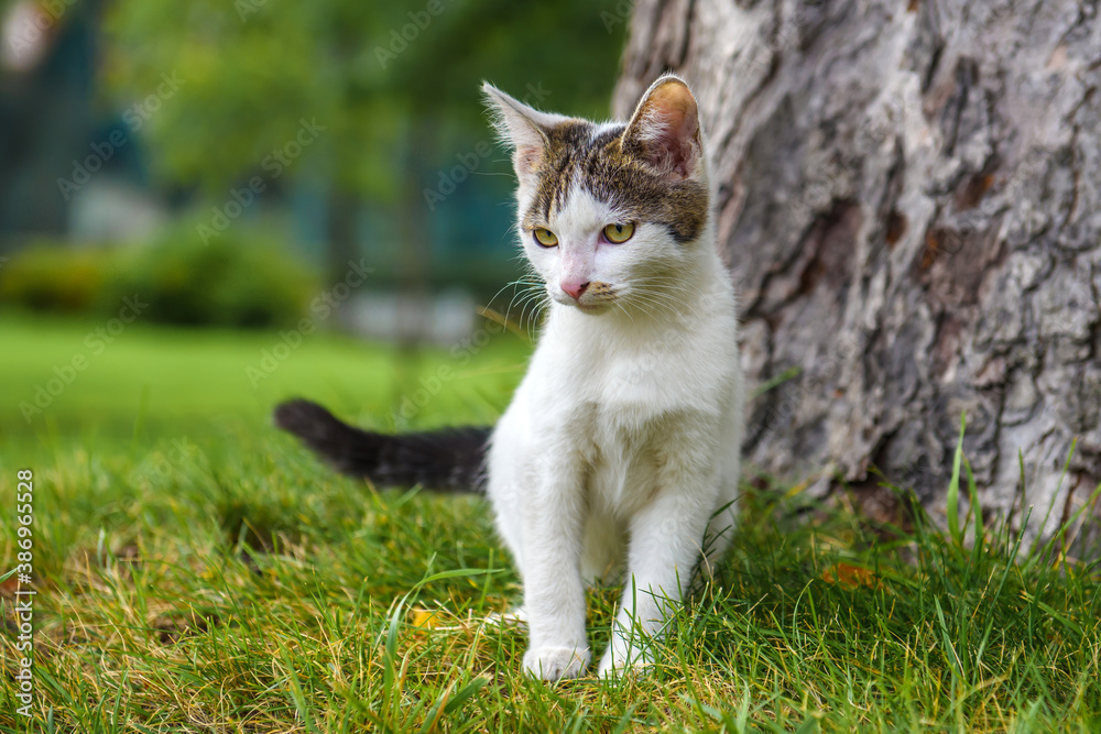 The cat is white with gray spots on the green grass. A stray kitten on the street.