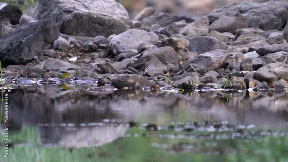 Western yellow wagtail dancing over dry river Western yellow wagtail dancing over dry river