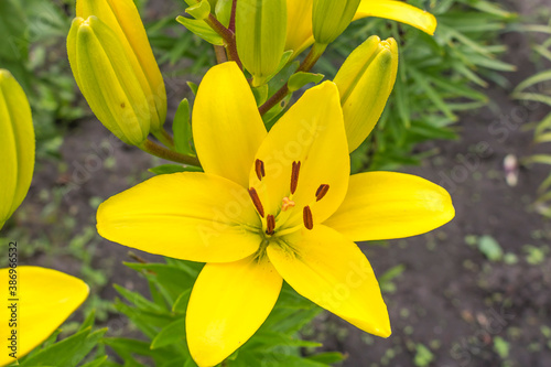 Yellow Lily flower. Hello summer