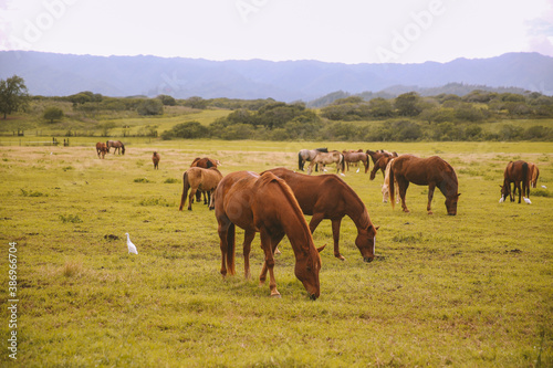 Horses in a ranch, North Shore, Oahu, Hawaii