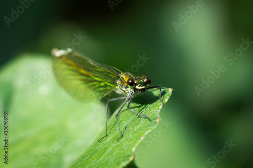 The beautiful demoiselle (female) (lat. Calopteryx virgo), of the family Calopterygidae.