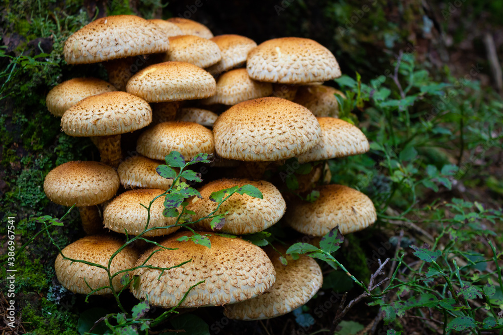 Group of shaggy Pholiota mushrooms (Pholiota squarrosa) near tree base in coniferous forest (Salzburg county, Austria) Group of shaggy Pholiota mushrooms (Pholiota squarrosa) near tree base in coniferous forest (Salzburg county, Austria)