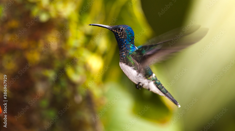 Fototapeta premium White-necked Jacobin, Florisuga mellivora