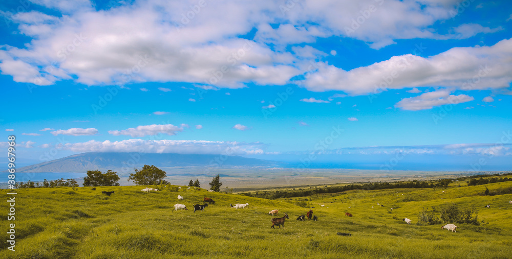 Sheep in the pasture, Upcountry Mau, Hawaii