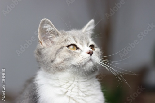 Adorable fluffy little Scottish straight grey tabby cat in bed