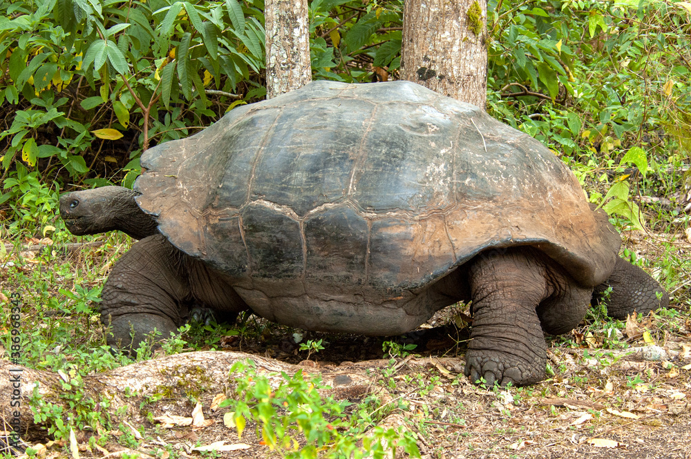 Fototapeta premium Galapagos Giant Tortoise, Chelonoidis Chelonoidis donfaustoi