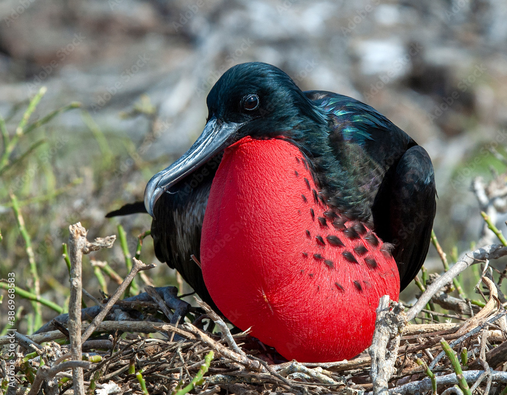 Fototapeta premium Great Frigatebird, Fregata minor