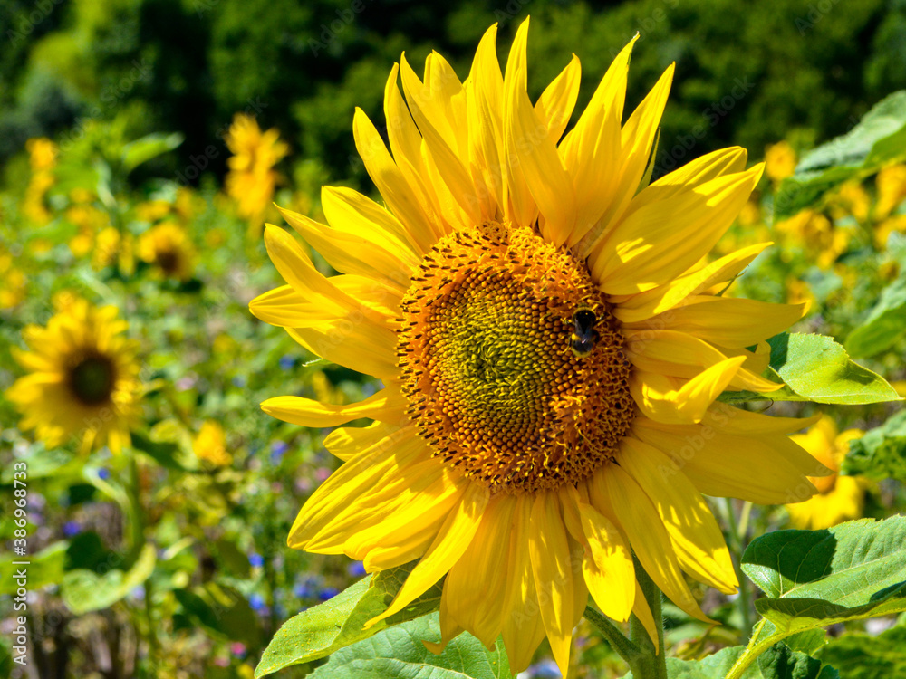 Sunflower with a bee on it Sunflower with a bee on it