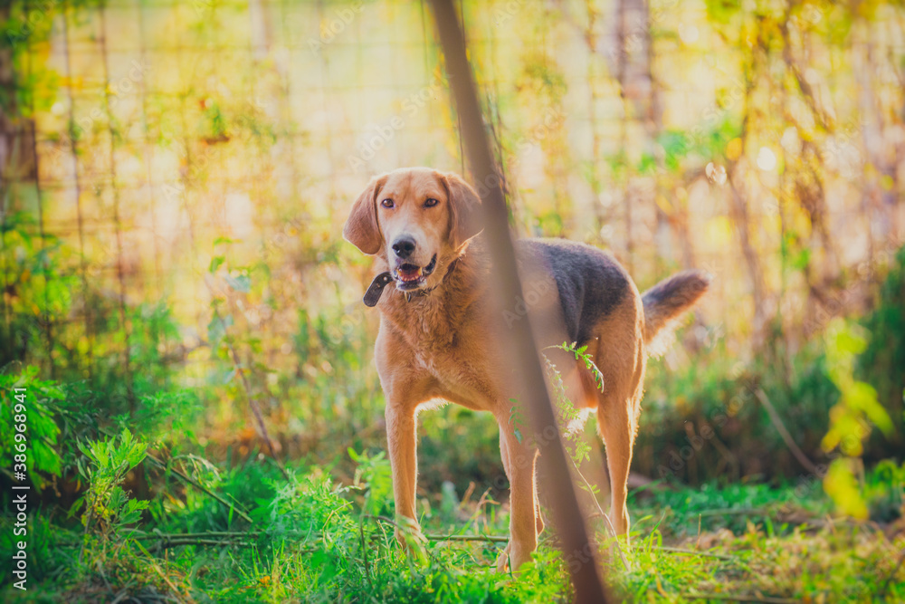 red dog in autumn in October on a sunny day walks in the forest red dog in autumn in October on a sunny day walks in the forest