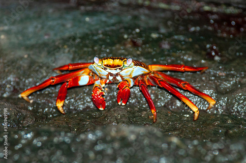 Sally lightfoot Crab, Grapsus grapsus