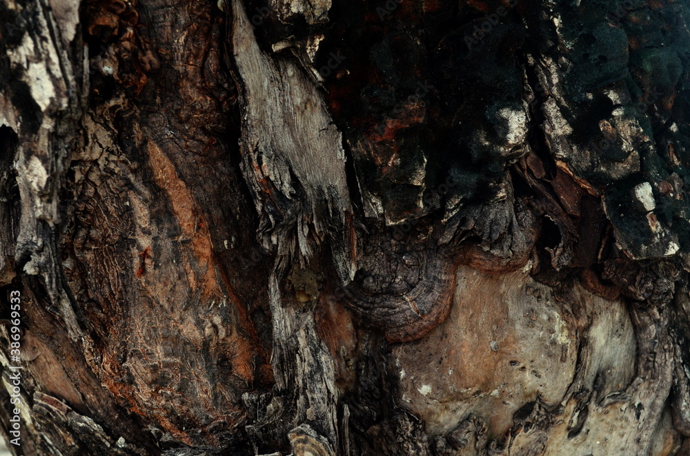 clear and beautiful looking wood grain pattern clear and beautiful looking wood grain pattern