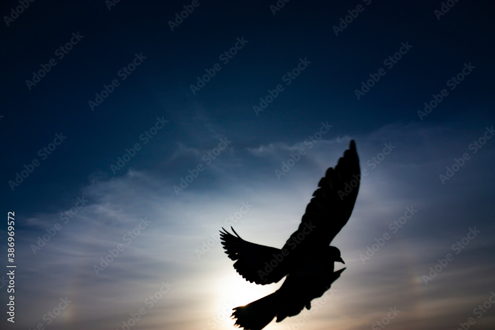 Obraz premium close-up photo of a black silhouette of an isolated bird flying at dusk against blue sky with an optical phenomenon called a halo around the Sun