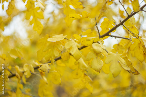 Bright yellow autumn leaves on a blurred background.