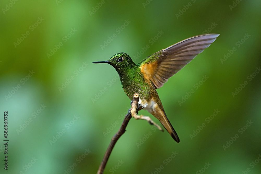 Obraz premium Buff-tailed Coronet, Boissonneaua flavescensa