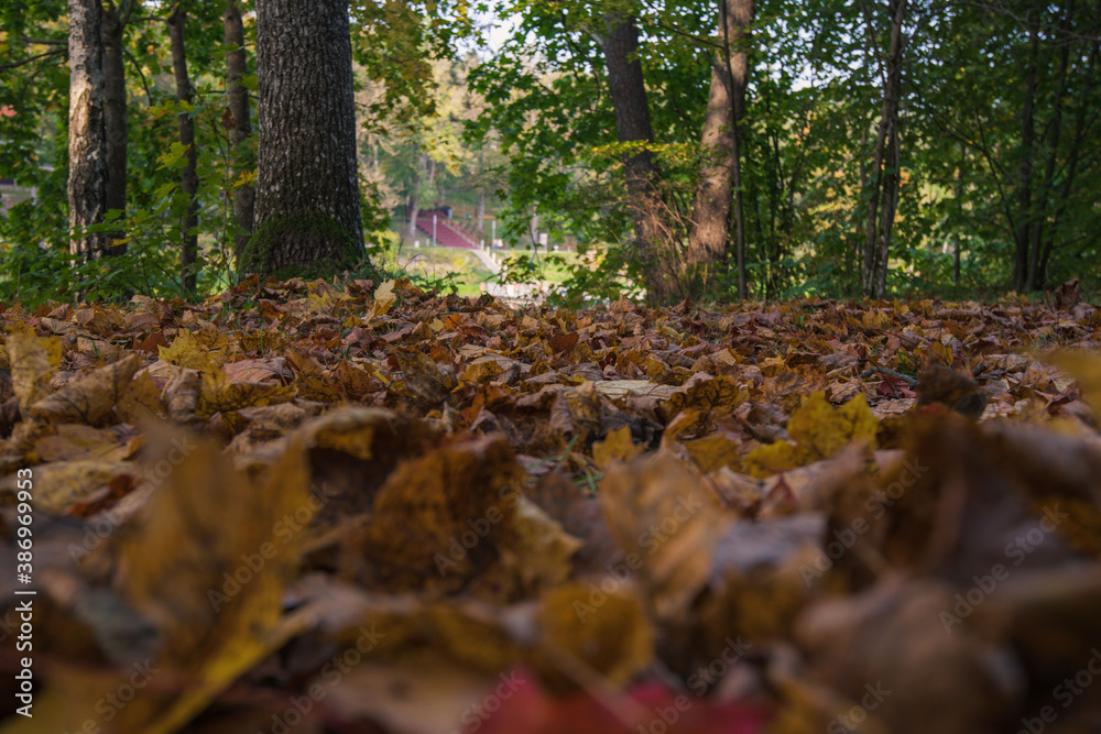 autumn in the woods autumn in the woods