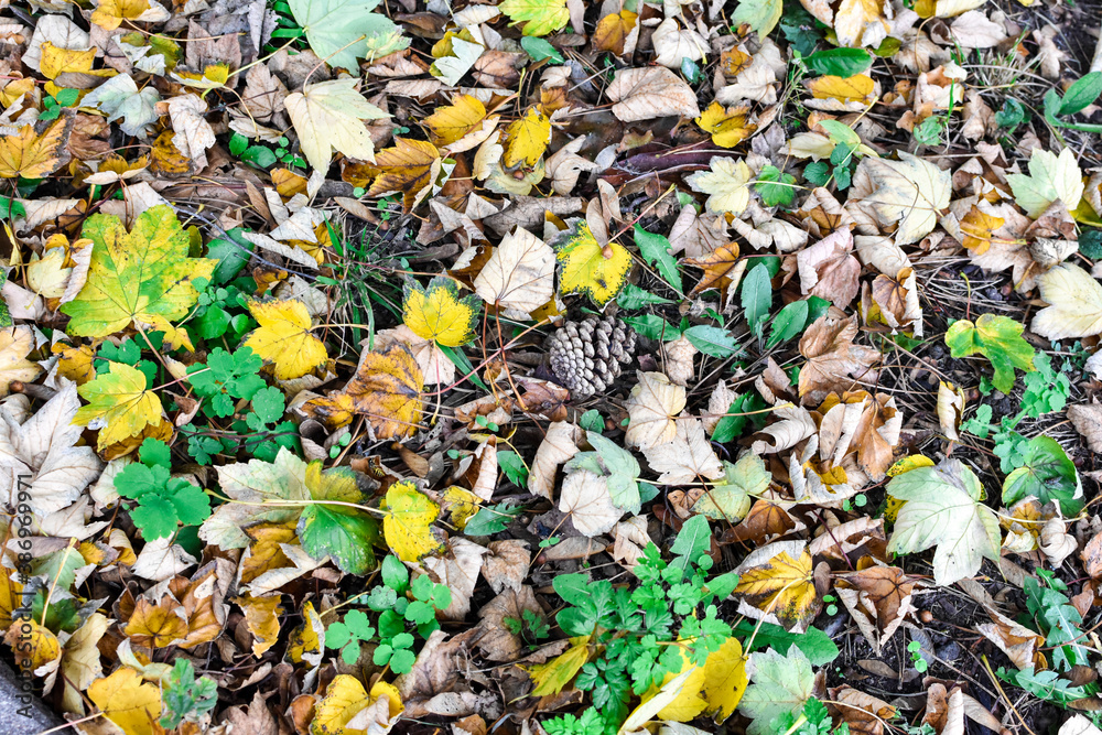 autumn leaves background