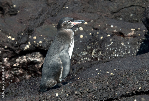 Galapagos Penguin, Spheniscus mendiculus photo