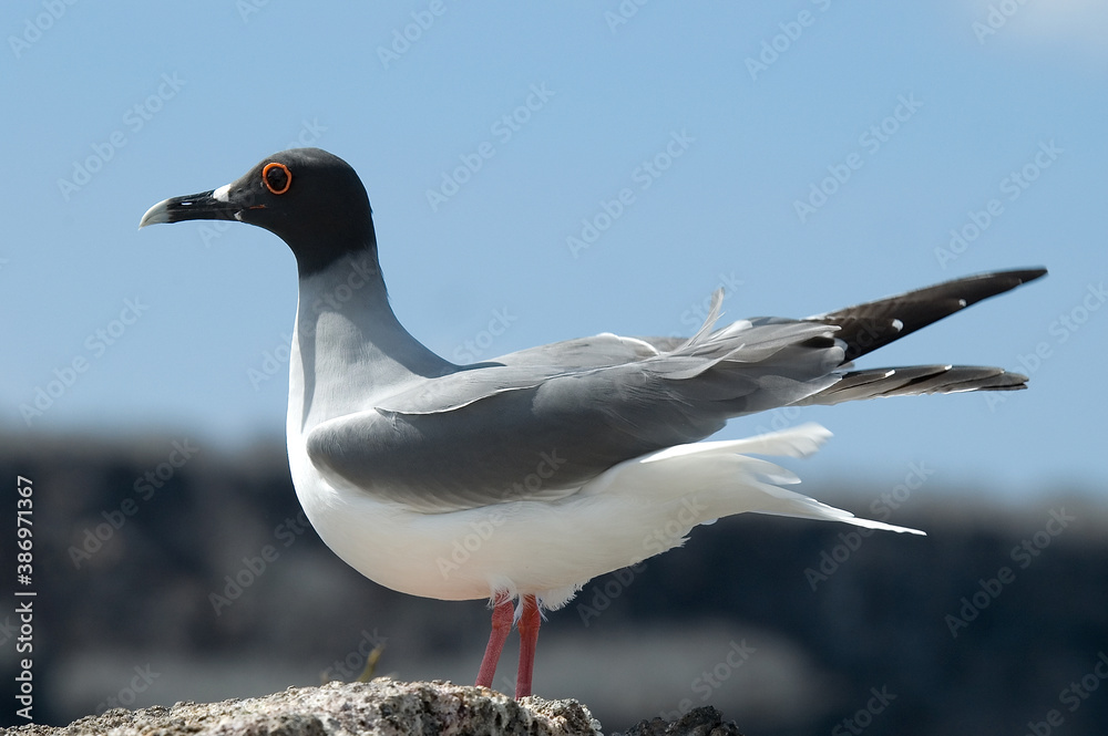 Obraz premium Swallow-tailed Gull, Creagrus furcatus