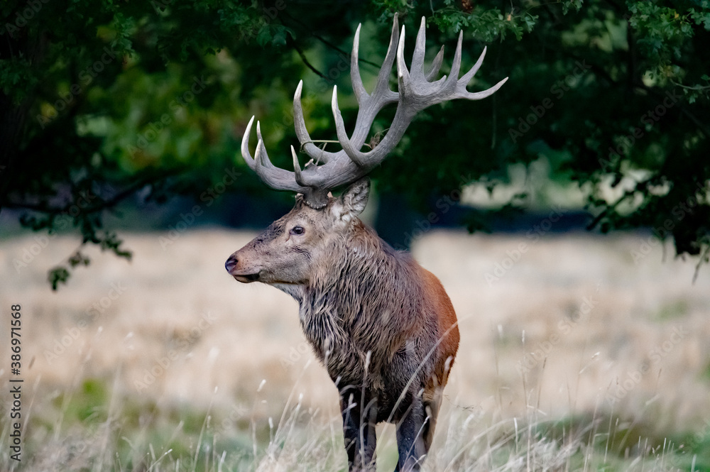 Fototapeta premium Beautiful red deer stag