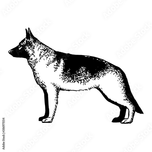 Realistic german shepherd . Dog breed - Vector illustration