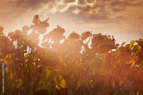 dried ripe sunflowers in the field, silhouette on the evening lights