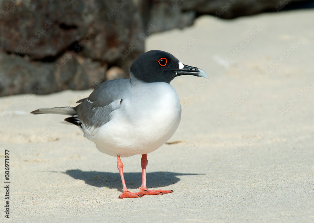 Swallow-tailed Gull, Creagrus furcatus Swallow-tailed Gull, Creagrus furcatus