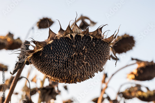 Closeup of dried ripe sunflowers on a sunflower field awaiting harvest on a s...