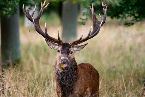 Fototapeta Naklejka Na Ścianę i Meble -  Beautiful red deer stag