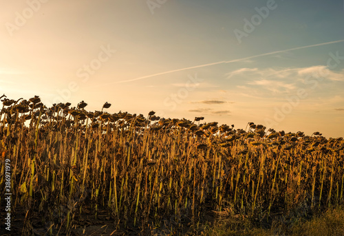 field of dried sunflowers in the evening
