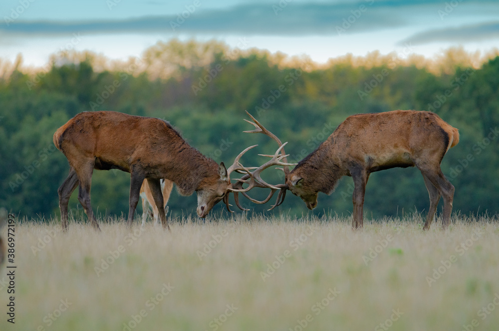 Naklejka premium Roaring red deer stag