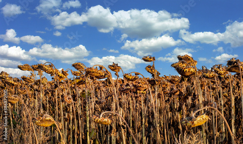 dried ripe sunflowers on a sunflower field in anticipation of the harvest and...