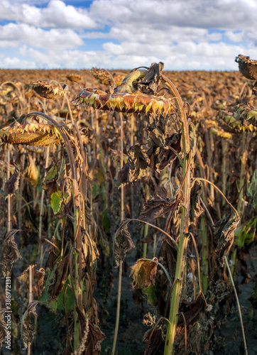 dried ripe sunflowers on a sunflower field waiting for harvest