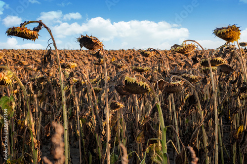 field with dried ripe sunflowers in anticipation of the harvest and sky