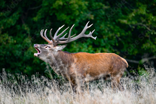 Roaring red deer stag