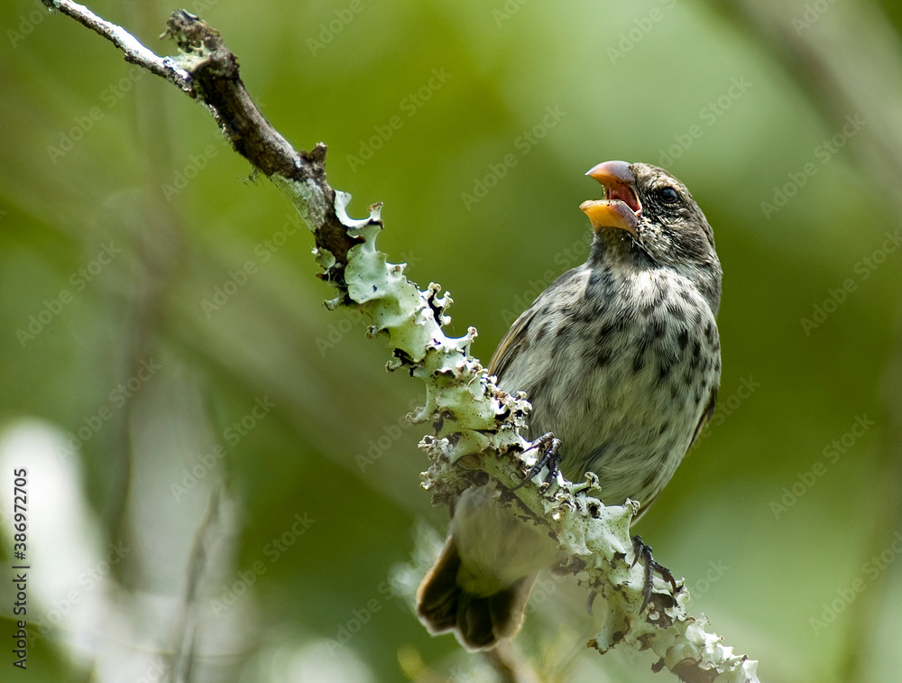 Medium ground finch, Geospiza fortis