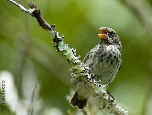 Obraz na płótnie Medium ground finch, Geospiza fortis w salonie