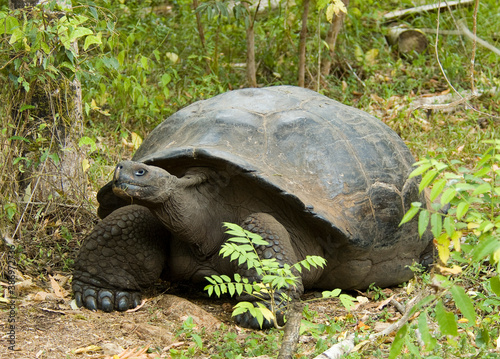 Galapagosreuzenschildpad, Galapagos giant tortoise, Chelonoidis nigra