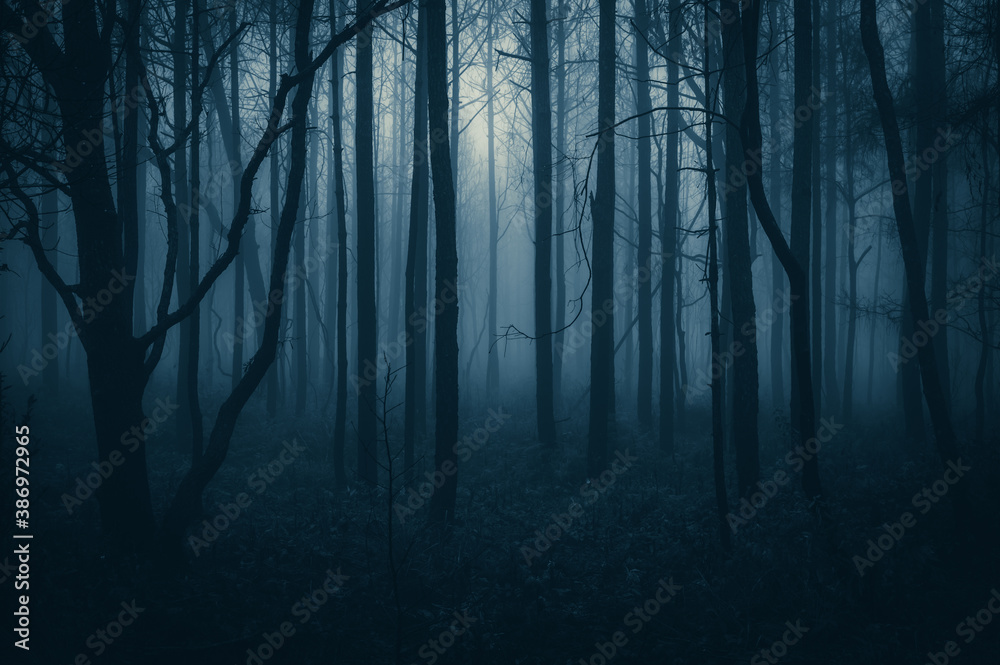 Fototapeta premium Misty landscape with fir forest in hipster vintage retro style, Scenery with path in dreamy foggy forest
