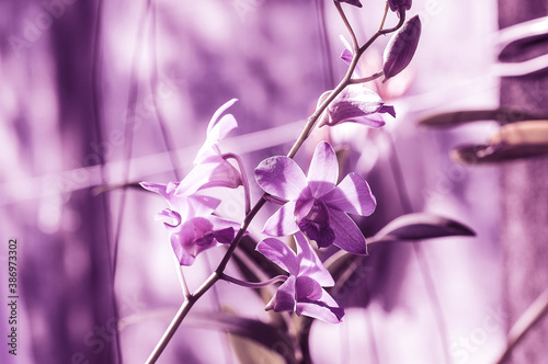 Beautiful purple orchid flower leaves.