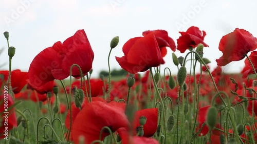 Red full bloom poppy field at wind
