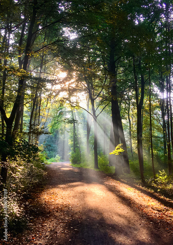 Rays of light in misty German forest