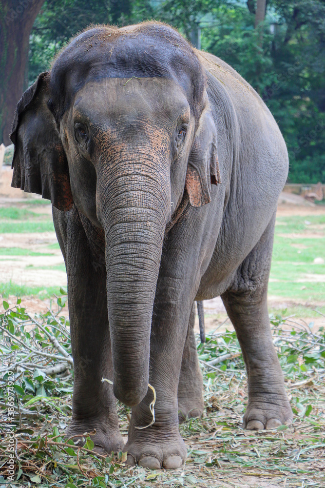 Fototapeta premium Asian Elephant Standing