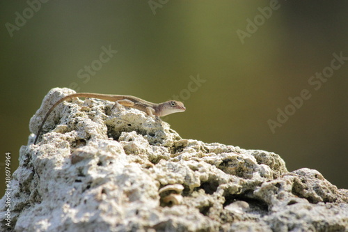 Close up macro image to a lizard on a stone